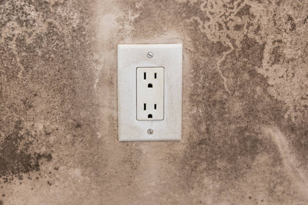Best Commercial Mold Inspection  in Balfour, NC